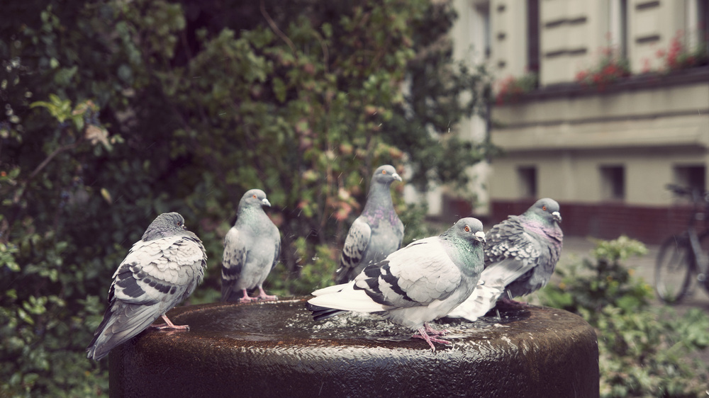  ​Pigeon party 