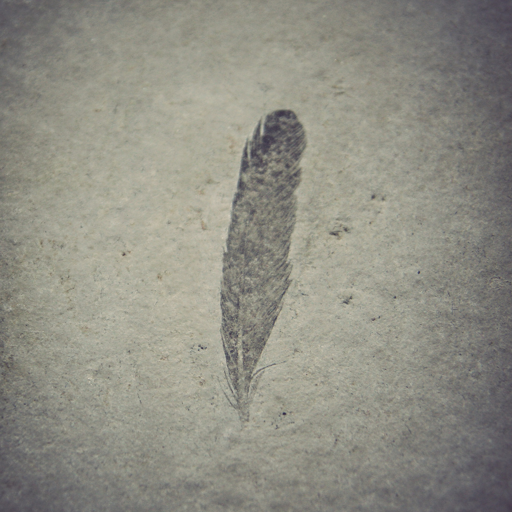 Feather-Fossil.jpg