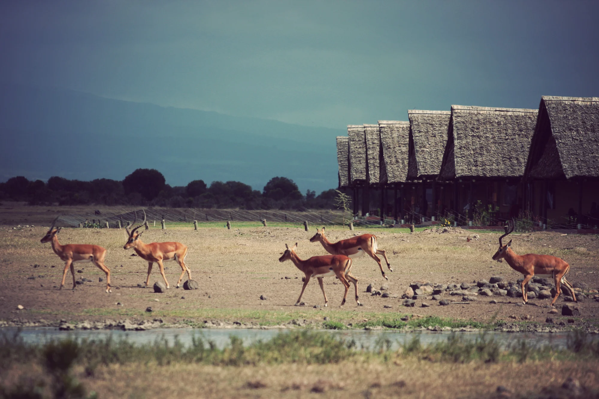 Flighty Impalas