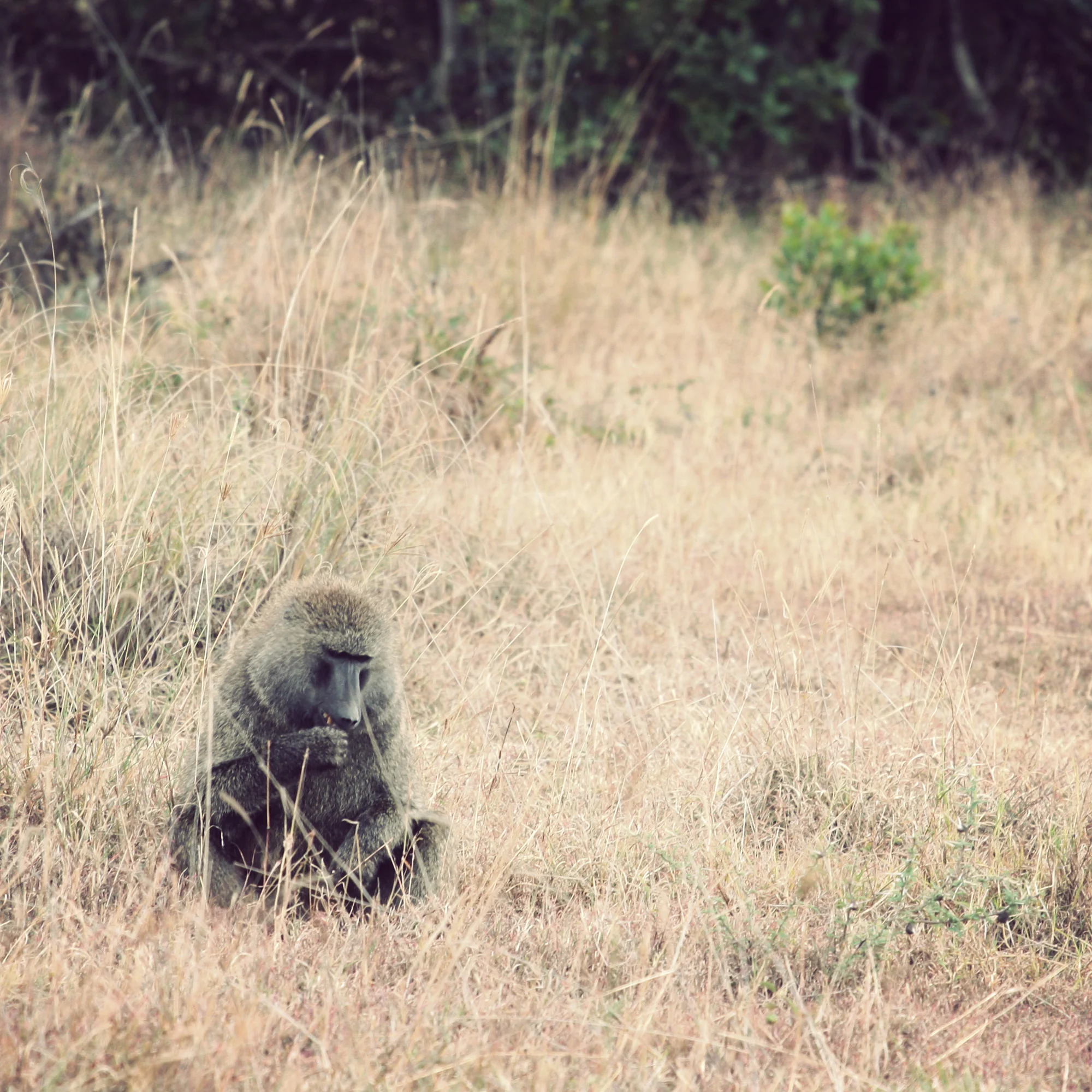 Day02_Sweetwater_Baboons_02.jpg