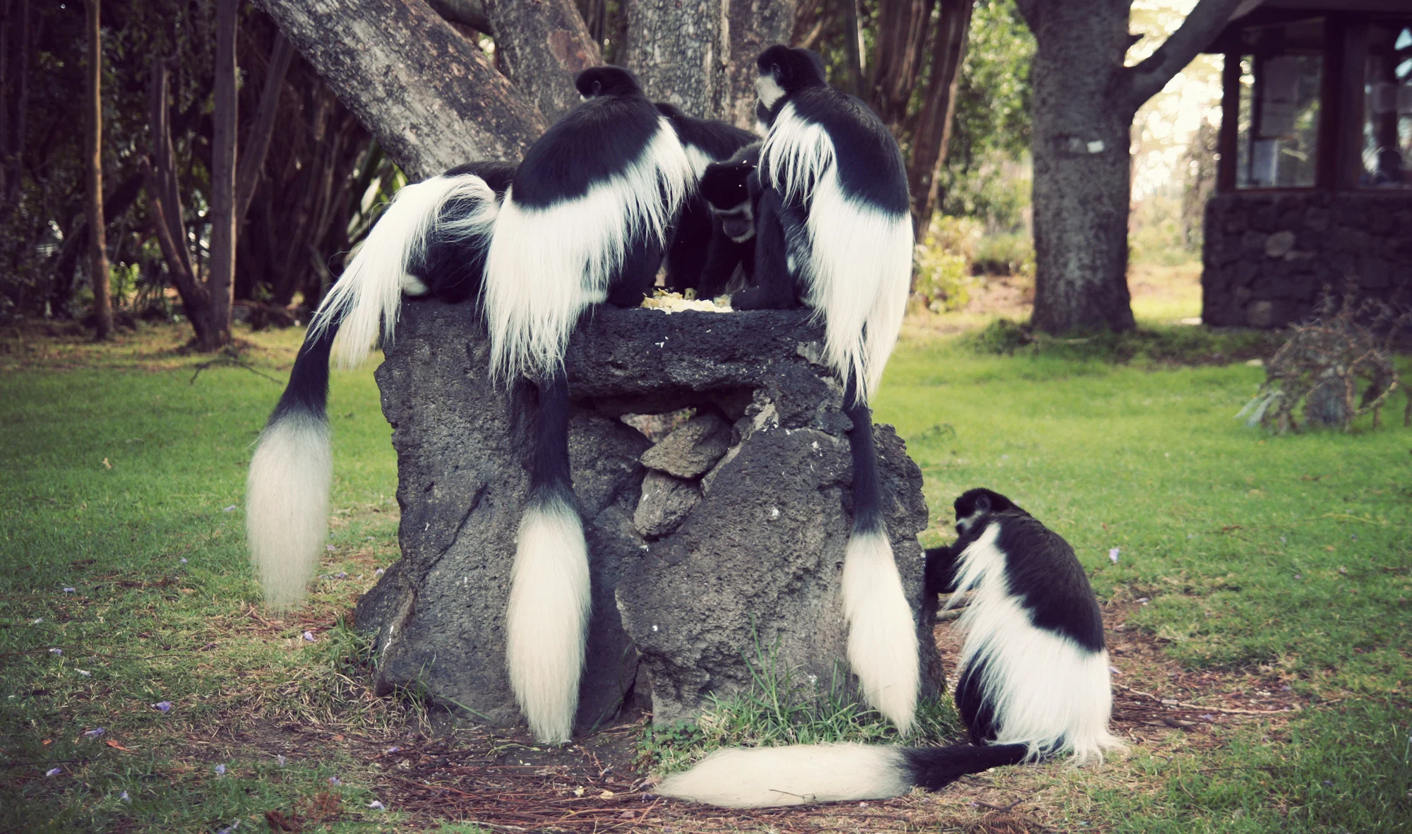 Day05_Colobus-Monkeys_01.jpg