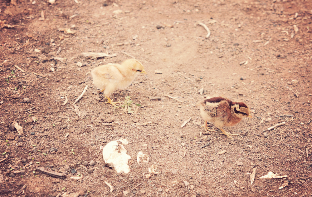  Little baby chicks running around! 