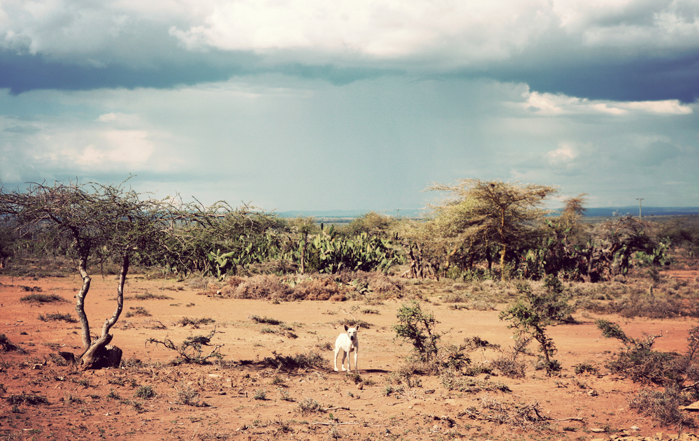  Cute little Maasai dog looking for some tasty treats 