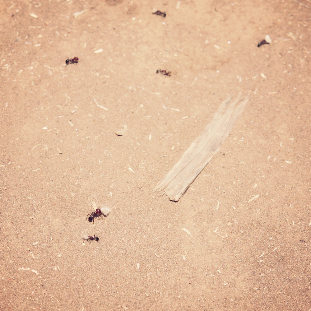  Evil safari ants 