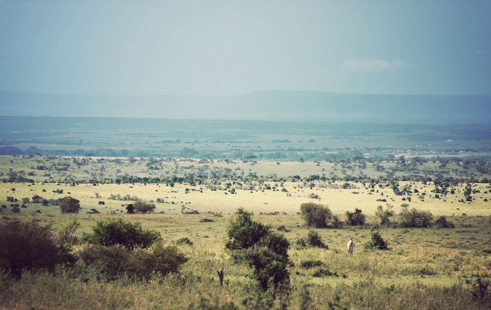  Maasai Mara - because mara means 'spotted' landscape. 