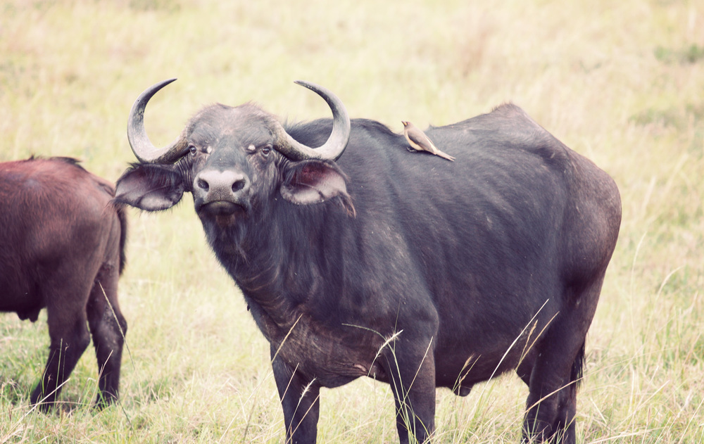  Buffalo with oxpecker pecking some tasty nits 