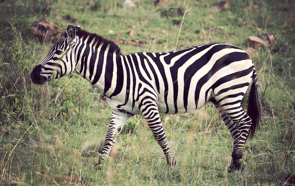  My best picture of a zebra so far! 