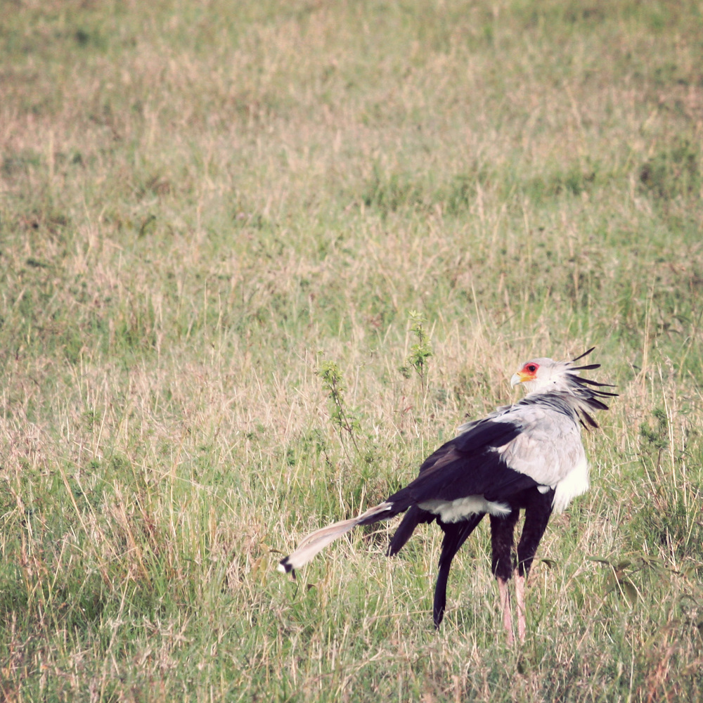  Secretary bird - so called for the plumes which look like pens coming out of his head. 