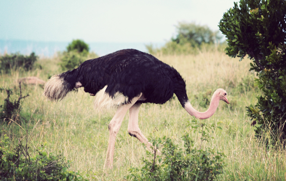  Getting closer to ostriches 