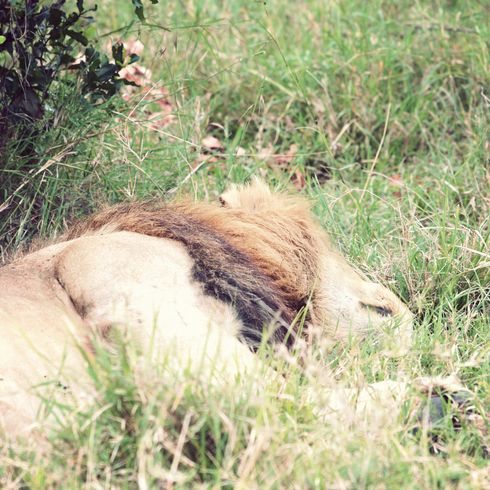  Sleeping male lion - they were all hiding in the grass and we didn't want to get closer and disturb them. 