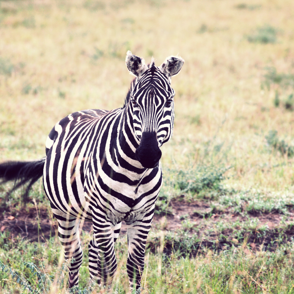  My zebra portrait 