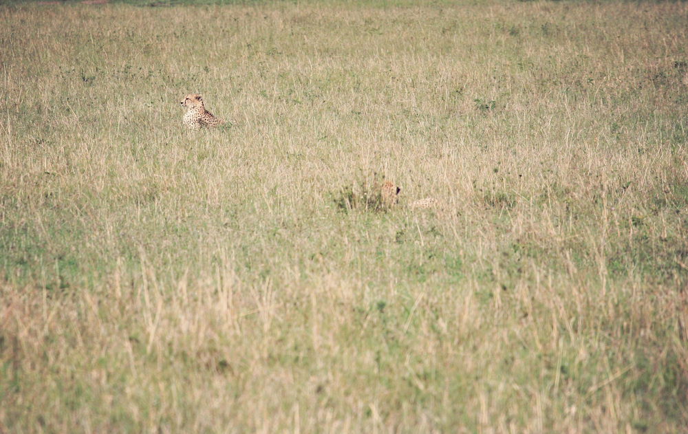  ​Two cheetahs hiding in the grass 