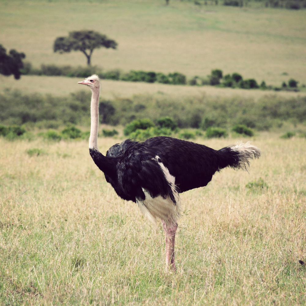 Day10_Ostriches_03.jpg