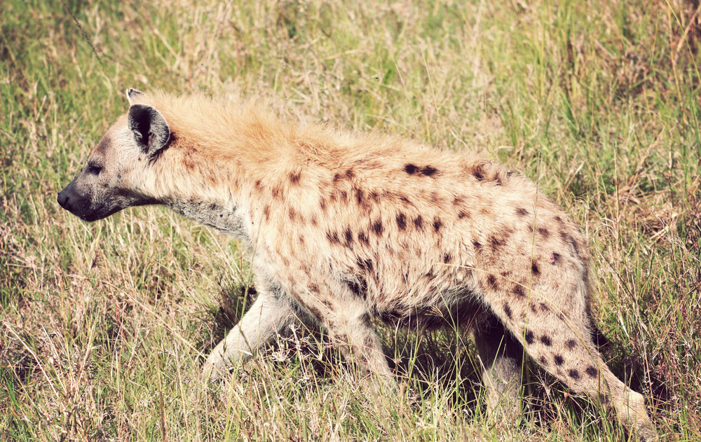 Day10_Spotted-Hyena_02.jpg