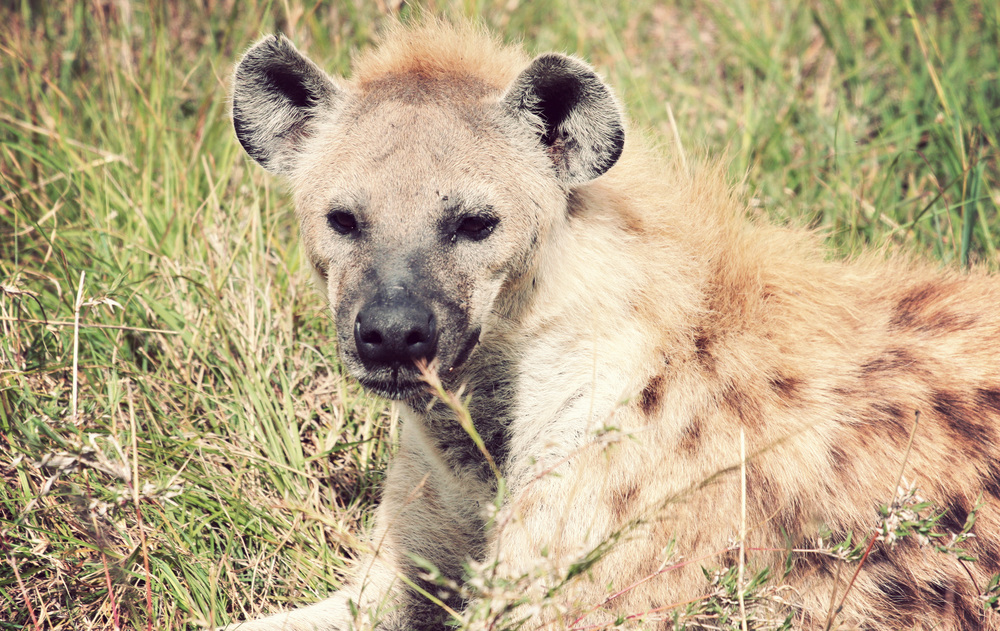  ​This is what a hyena actually looks like. Who knew they were kind of cute? 