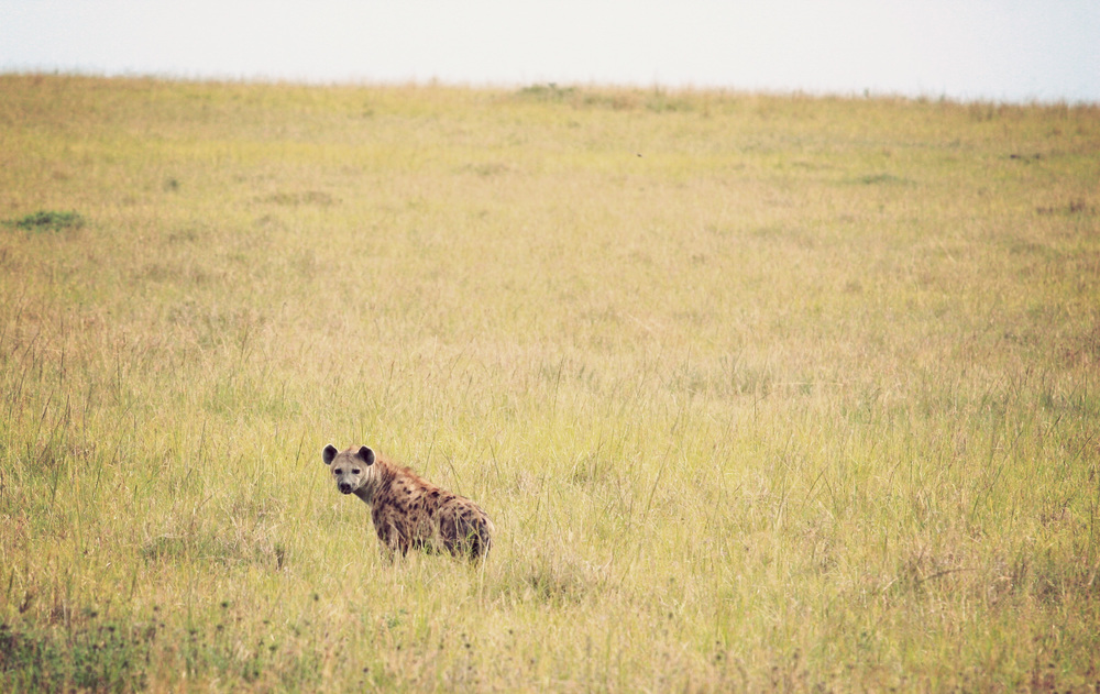  ​Lone Hyena 