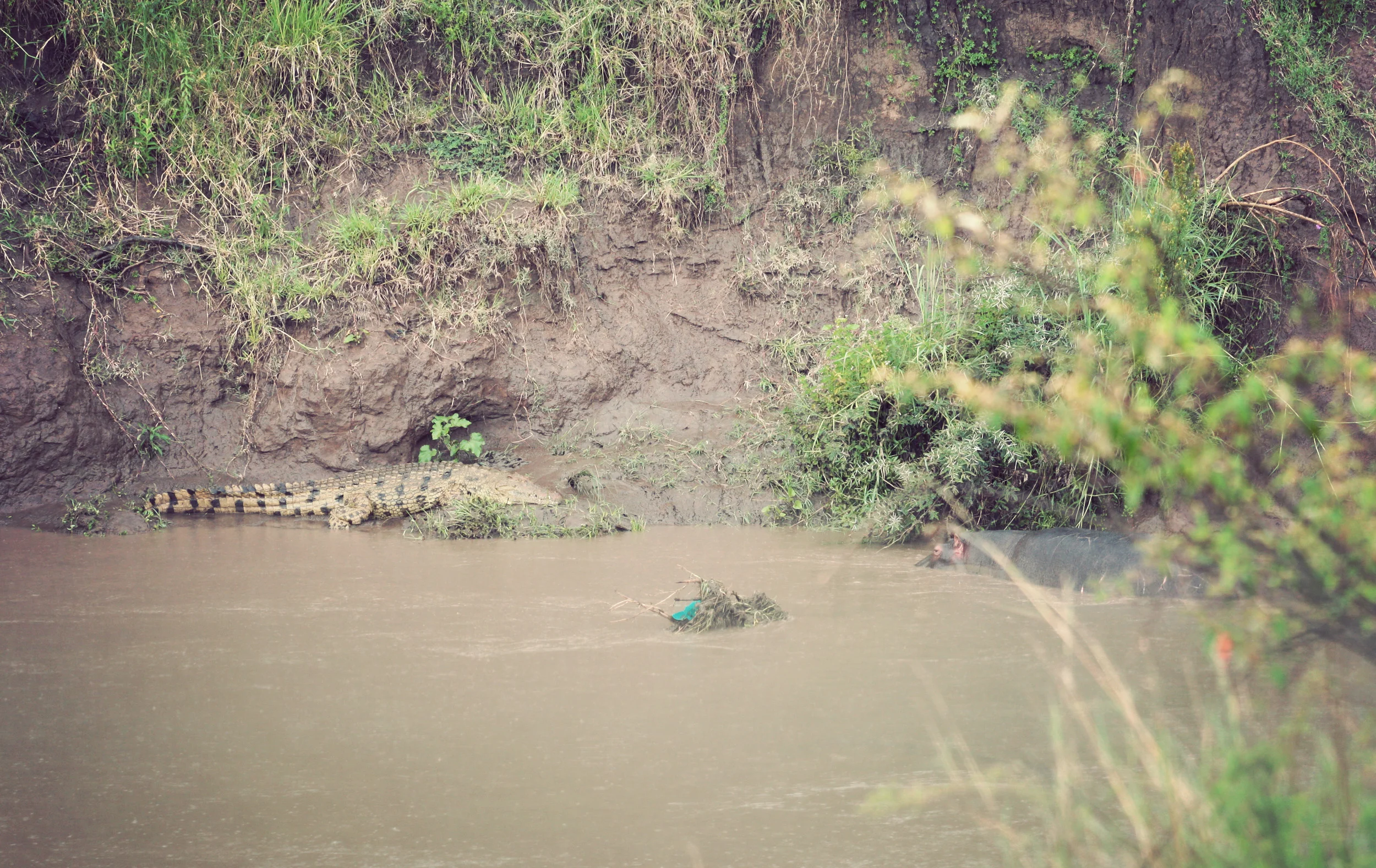 My only crocodile shot, with a bonus hippo!