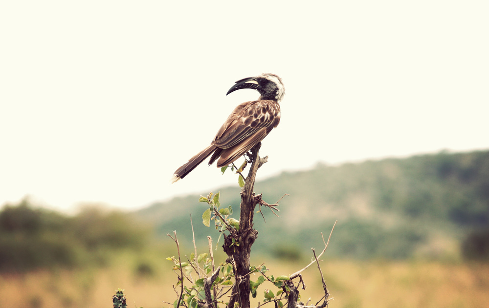  ​A hornbill 