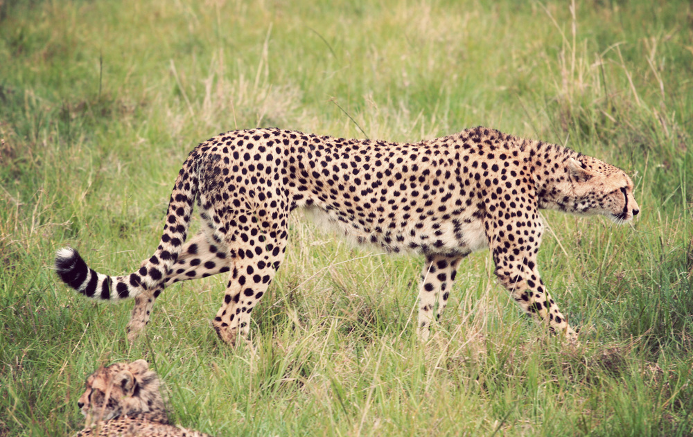 Day10_Cheetah_05.jpg