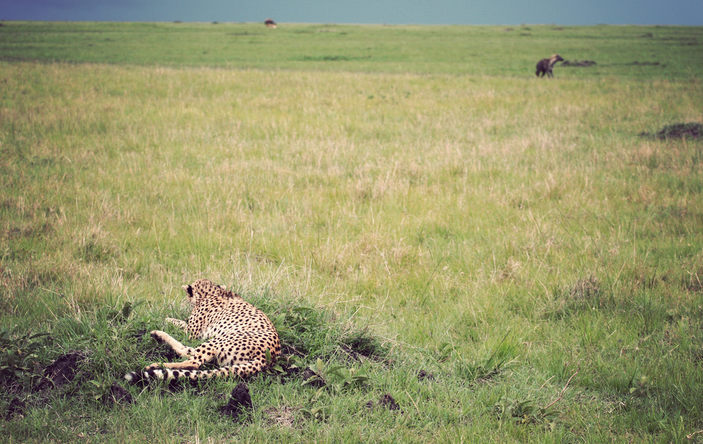  ​Cheetah mama crouches down while the hyena stalks past 