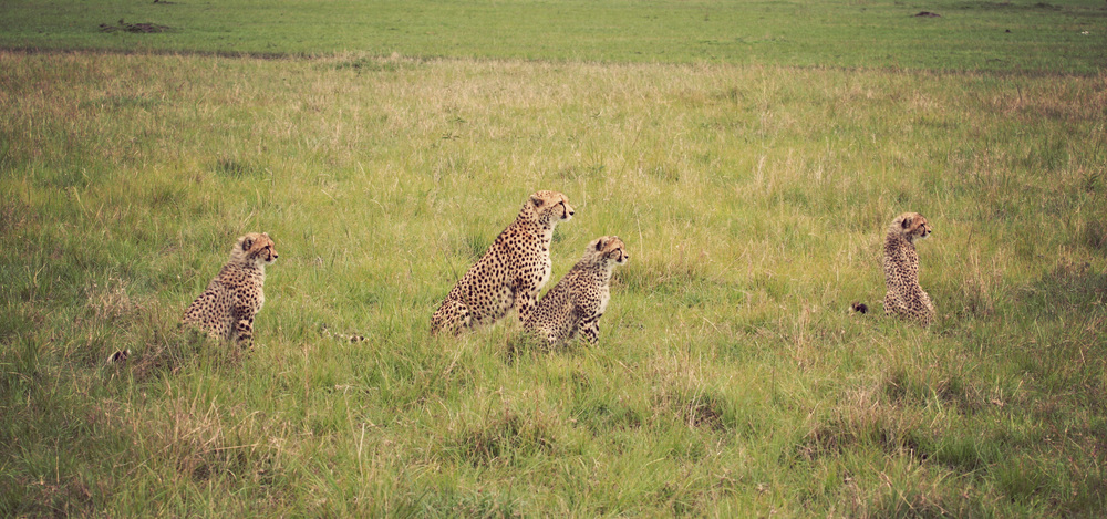Day10_Cheetah-Family.jpg