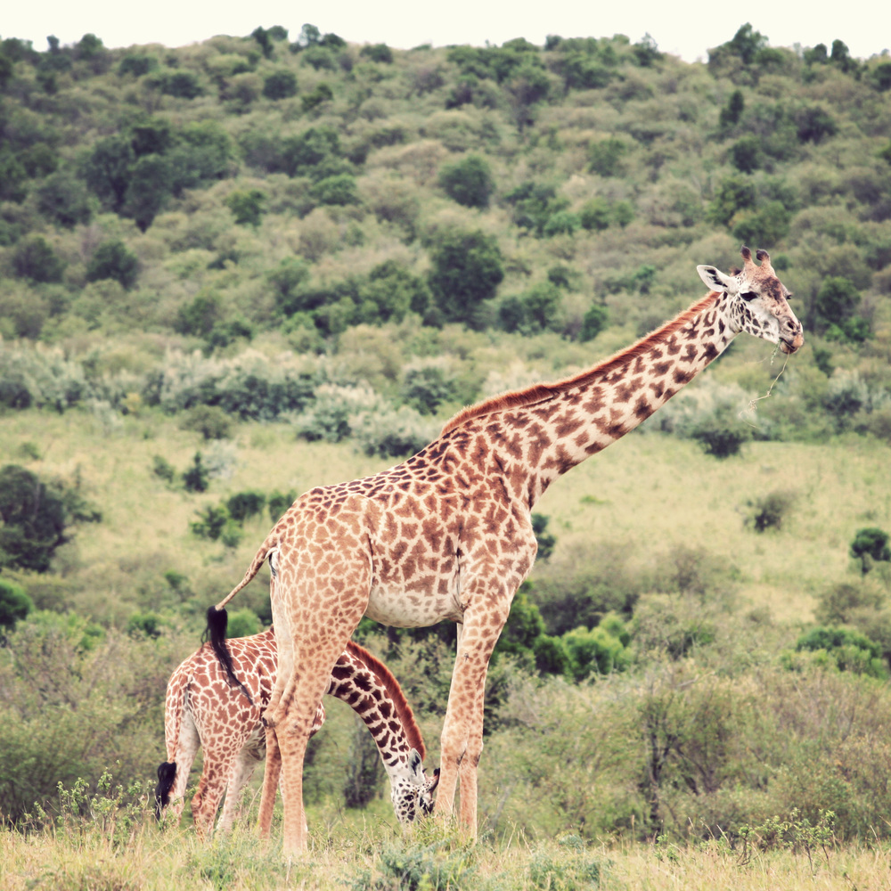 Day10_maasai-giraffes.jpg