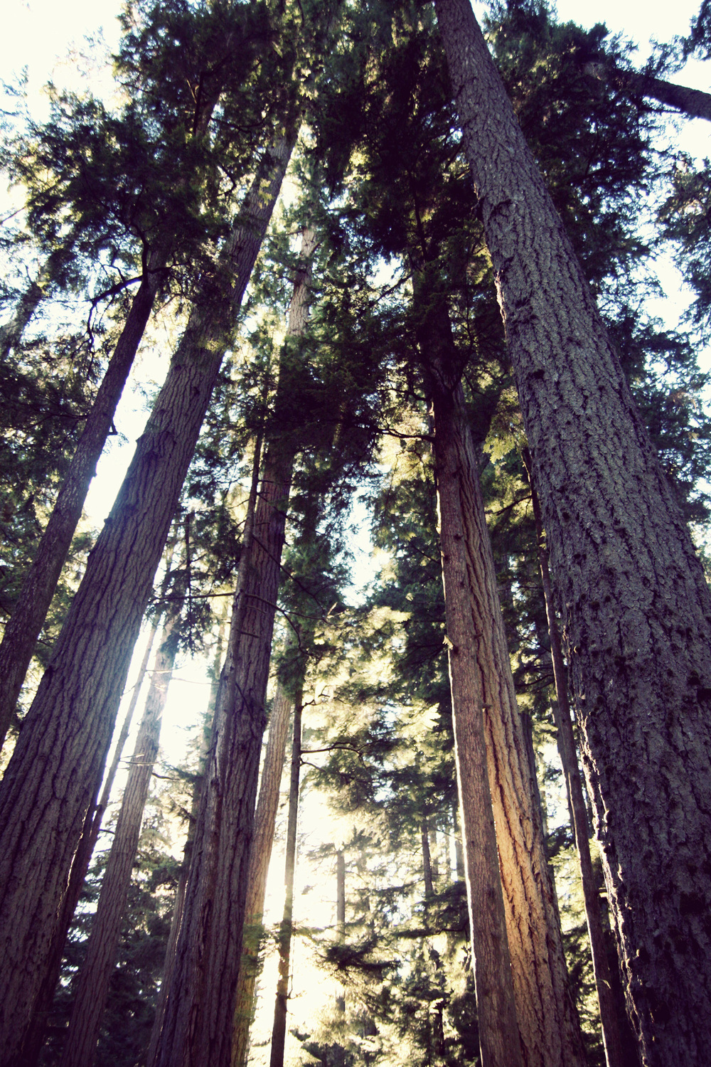 Cathedral-Grove_21.jpg