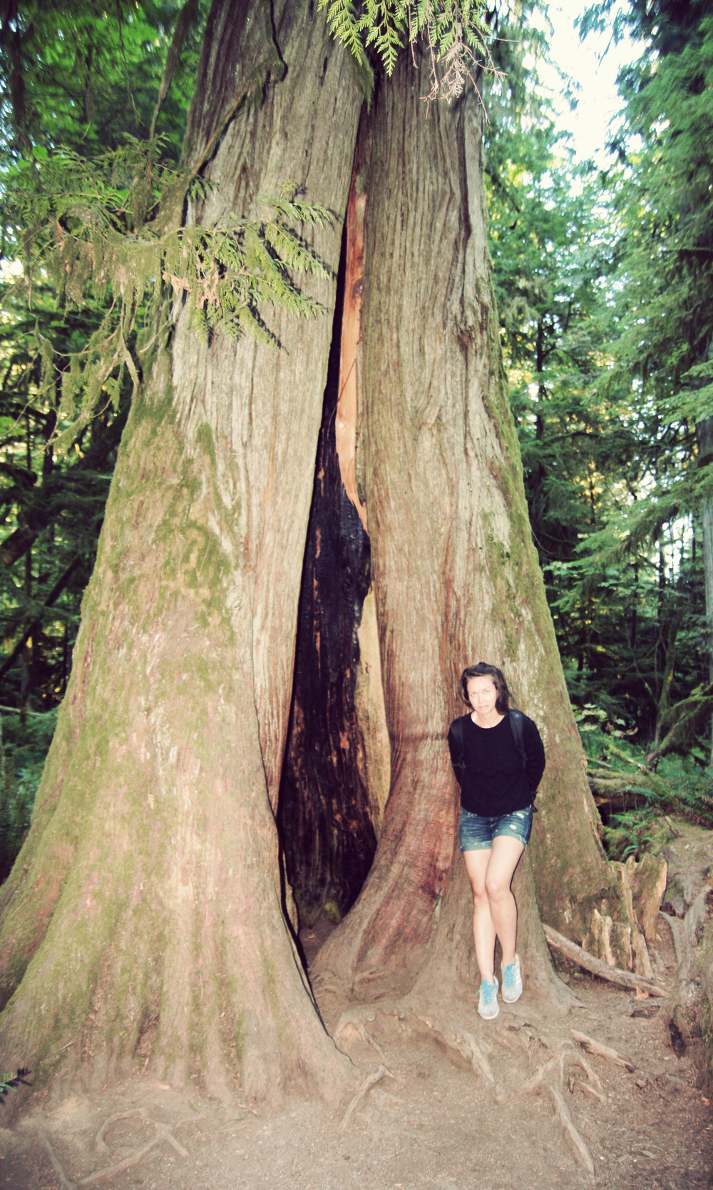 Cathedral-Grove_15.jpg