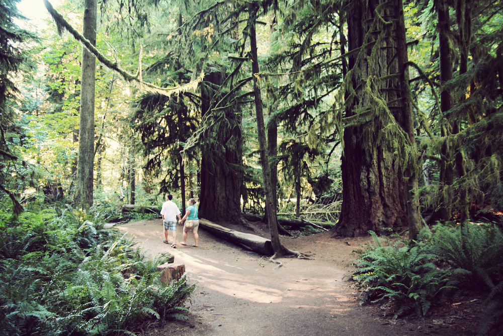 Cathedral-Grove_13.jpg
