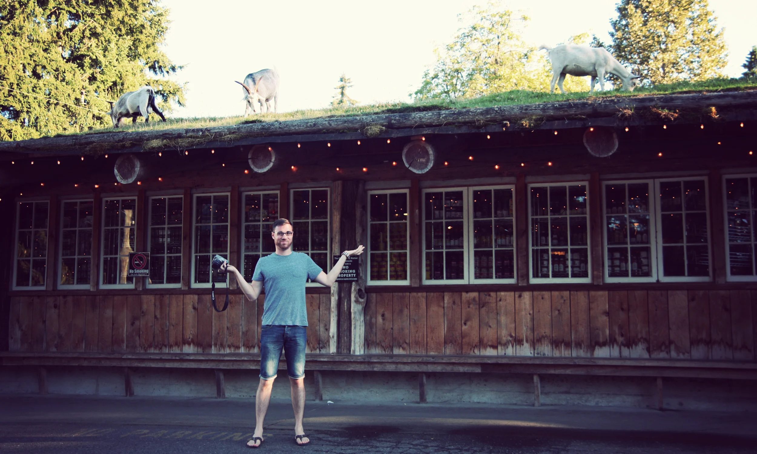 Goats... ON THE ROOF.