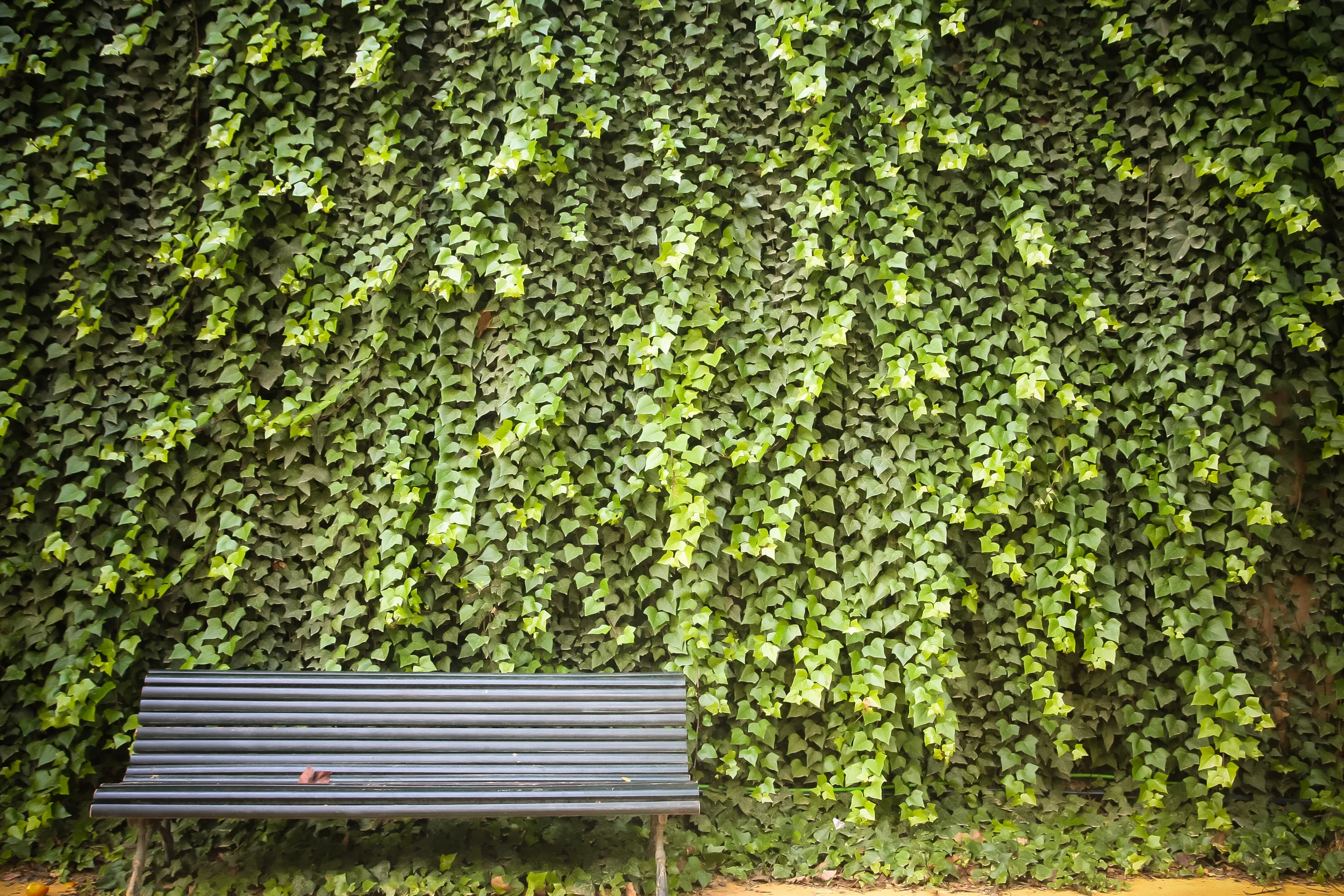 A wall of a very attractive type of hedera. 