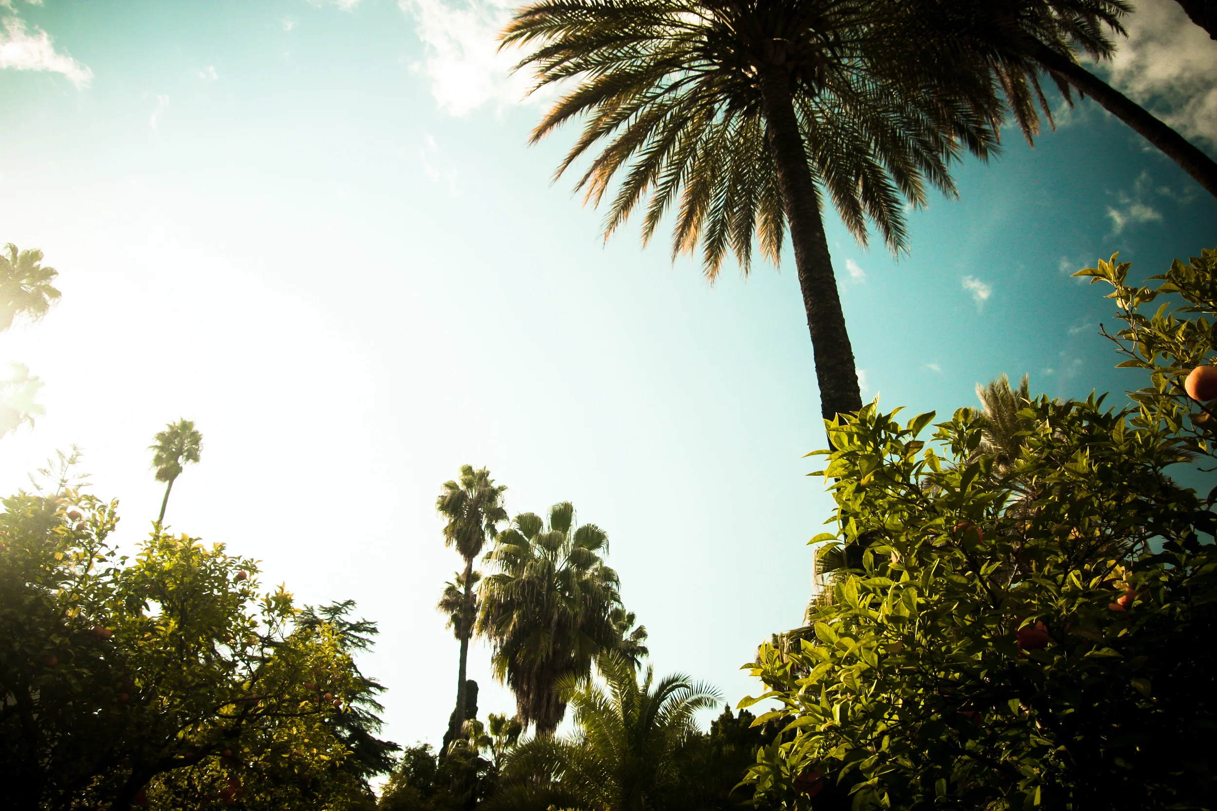 Anywhere there are palm trees in December rates highly on my list of desirable places to live.