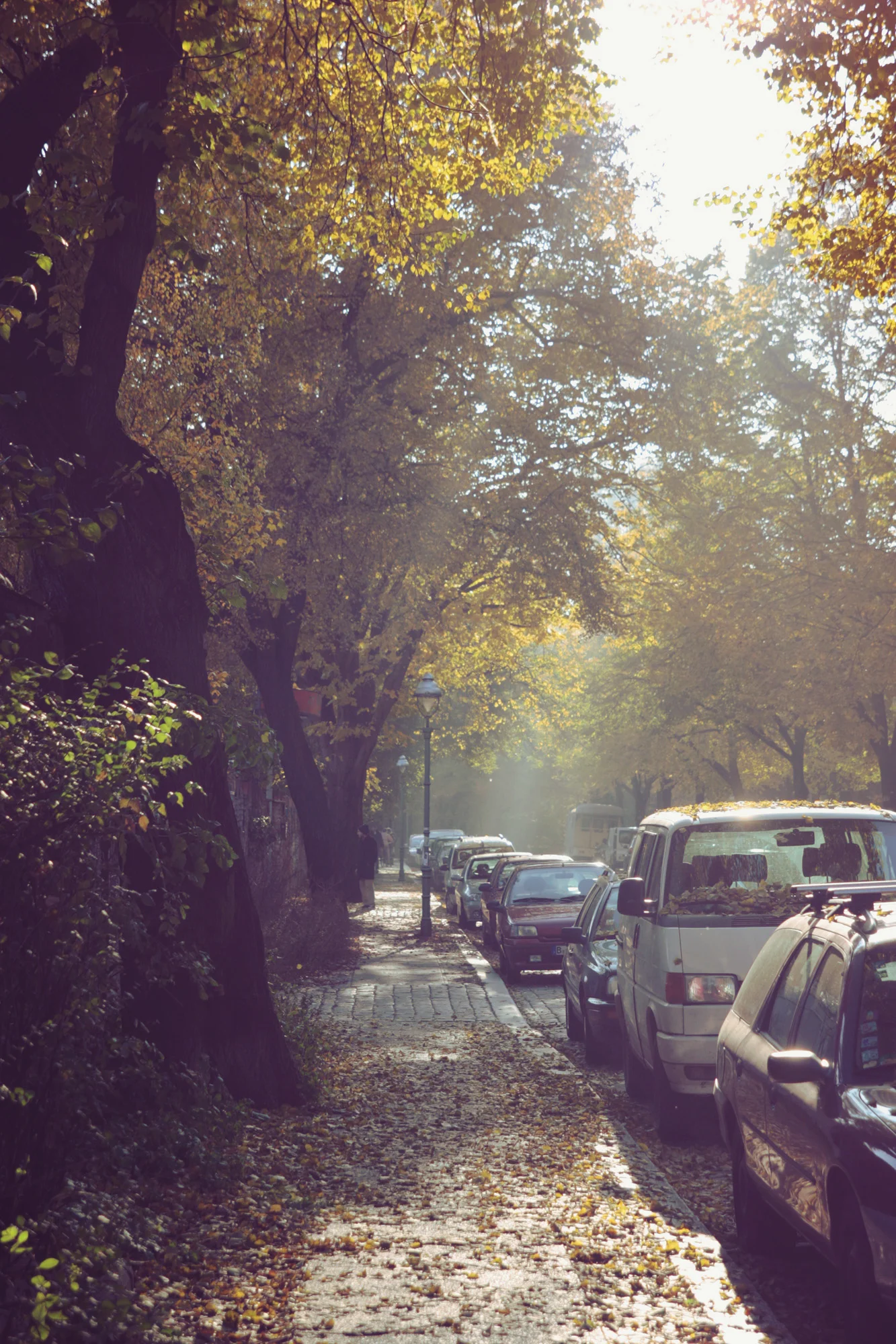 The leaves fall slowly to the ground