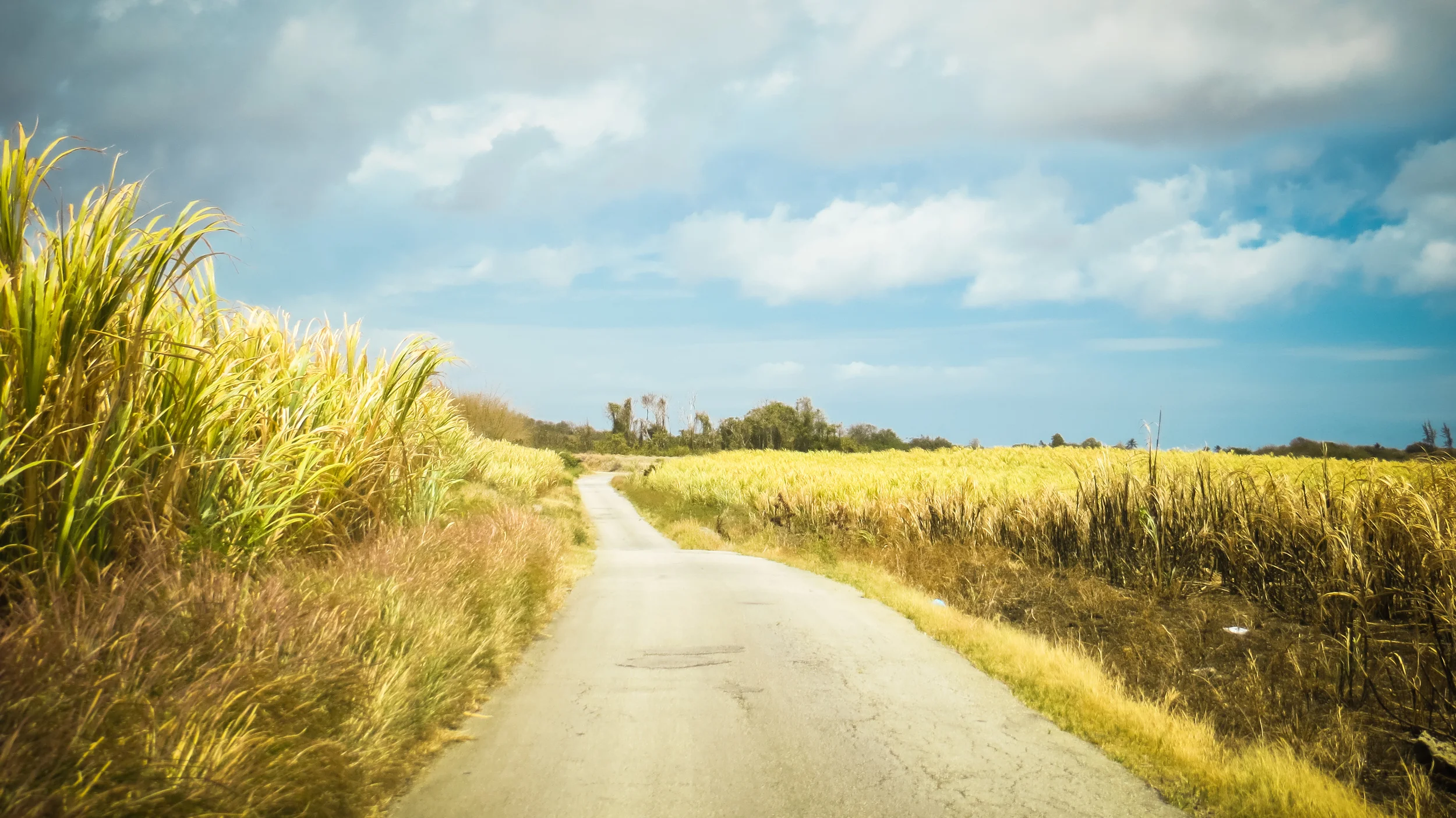 Driving through narrow back roads in the cane fields