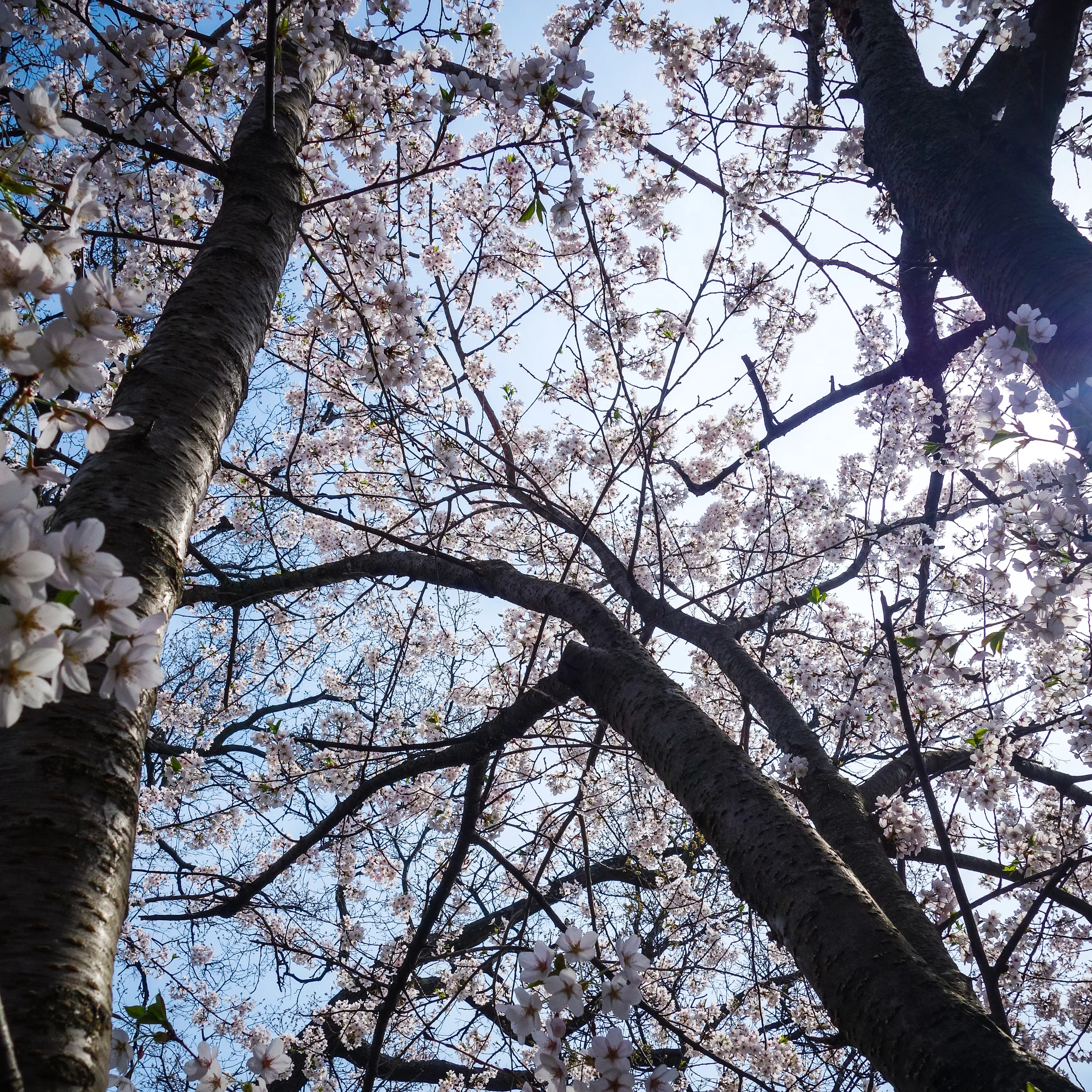 High-Park-6.jpg