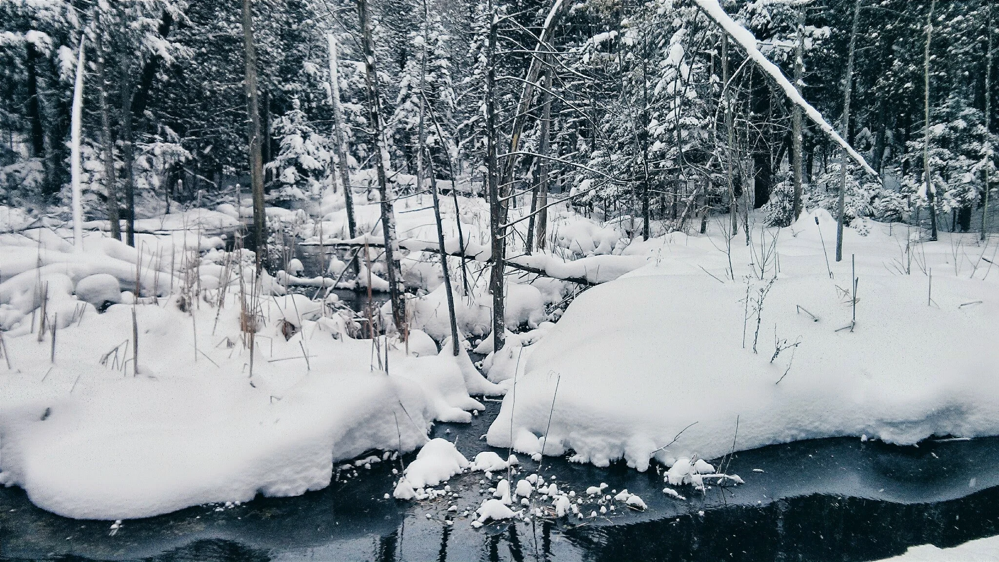 X-Country Ski: Horseshoe Valley