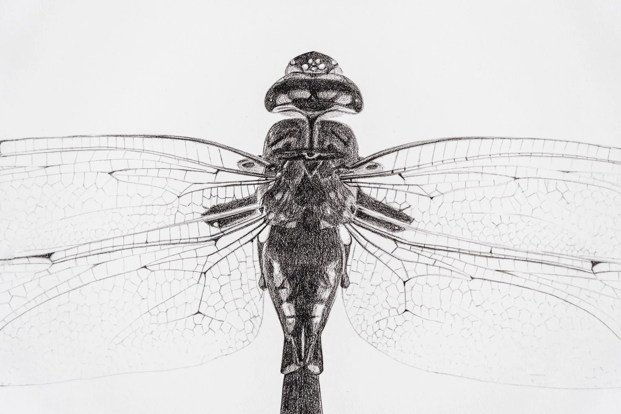 Dragonfly print detail