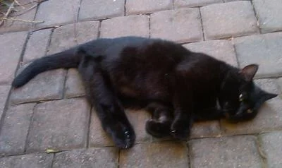 Like every cat that just got a tasty meal, she does some rolling around. Her hind legs are permanently en pointe. 
