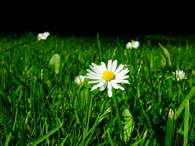 Your Moment of Zen. freeimages.com/thomasmoller
