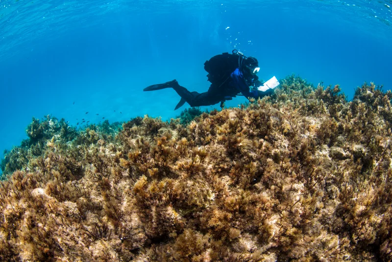 Assessing the health of the shallow rocky coast that is covered in brown algae. 