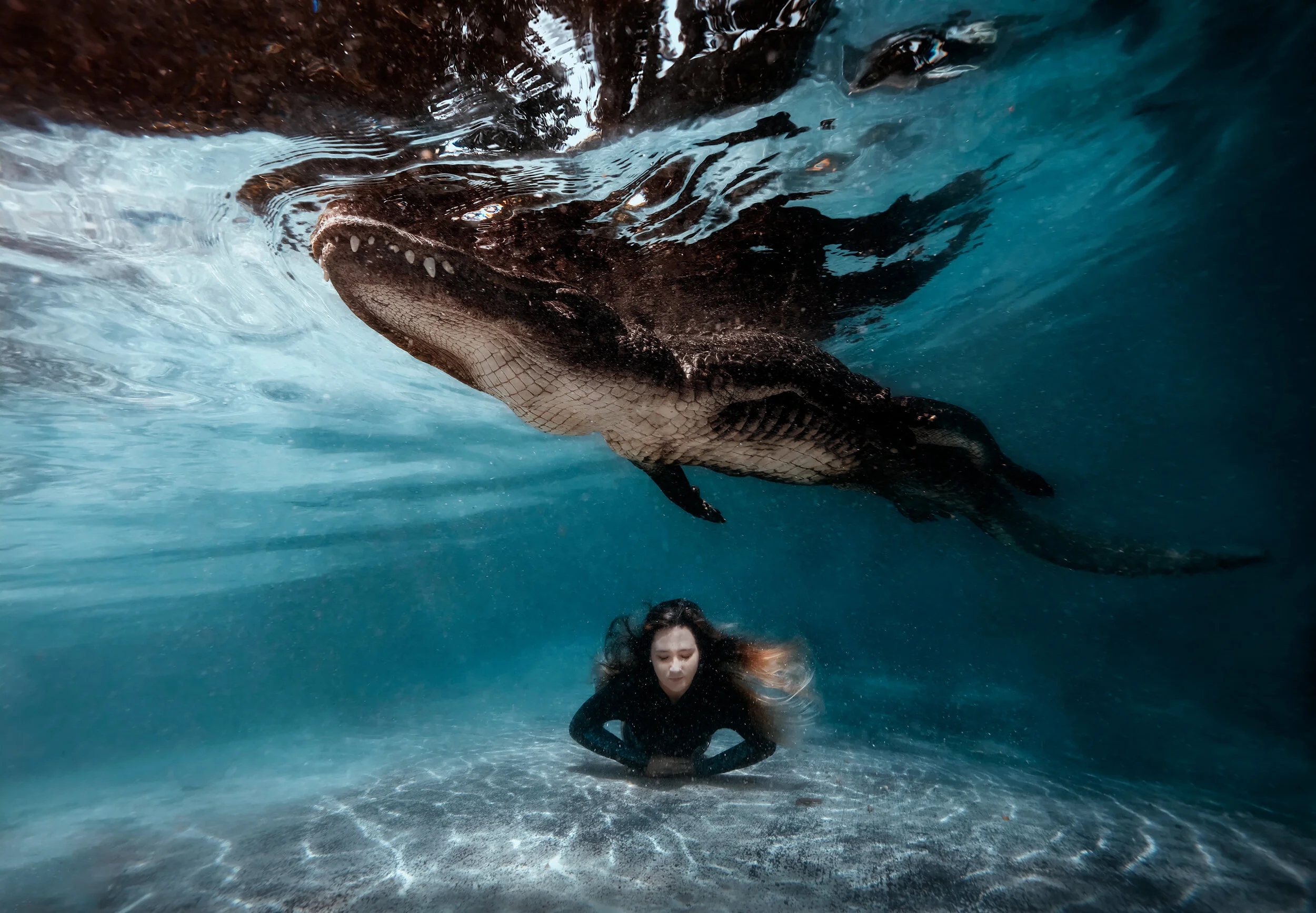 florida_alligator_web.jpg