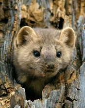 pine_marten_small.jpg