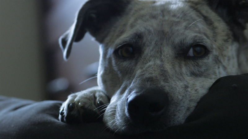 Hank the Cow Dog