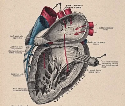 A Journey through my Dad's Heart