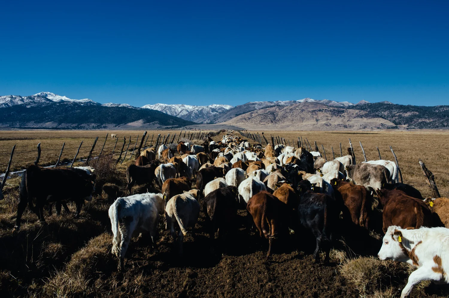 ranchland_2019-8779.jpg