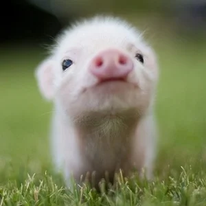 cute_pig_about_us_image.jpg