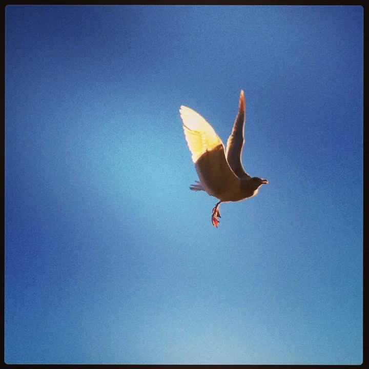 seagull-flying.jpg