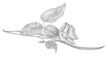 rose-bw-DRAWING-small.jpg