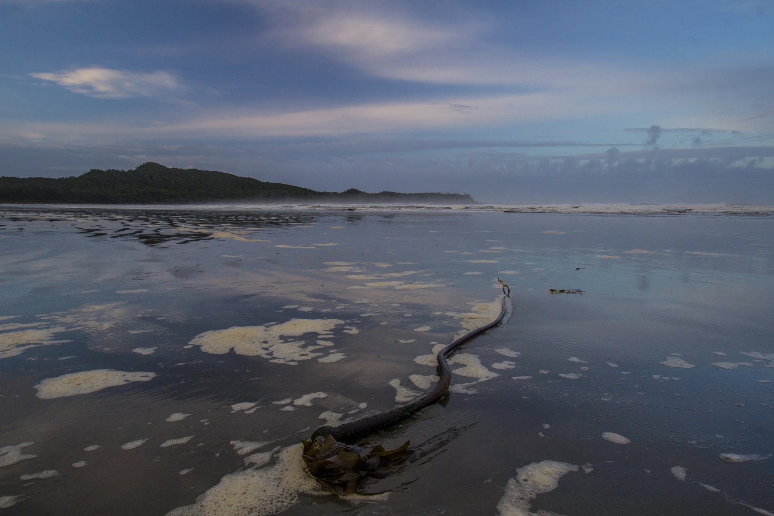Tofino 2015-071.jpg