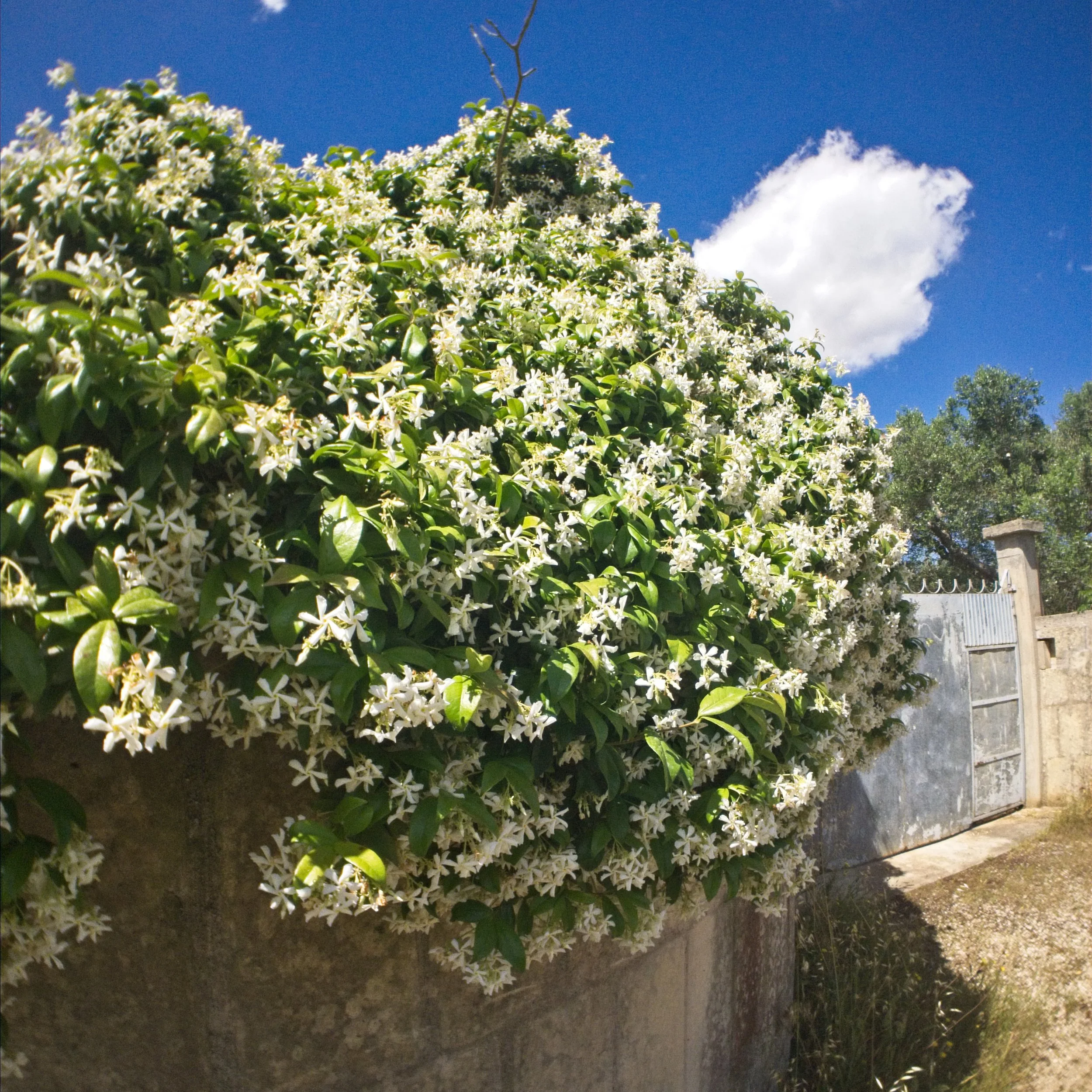 Italy-180516-104735.jpg